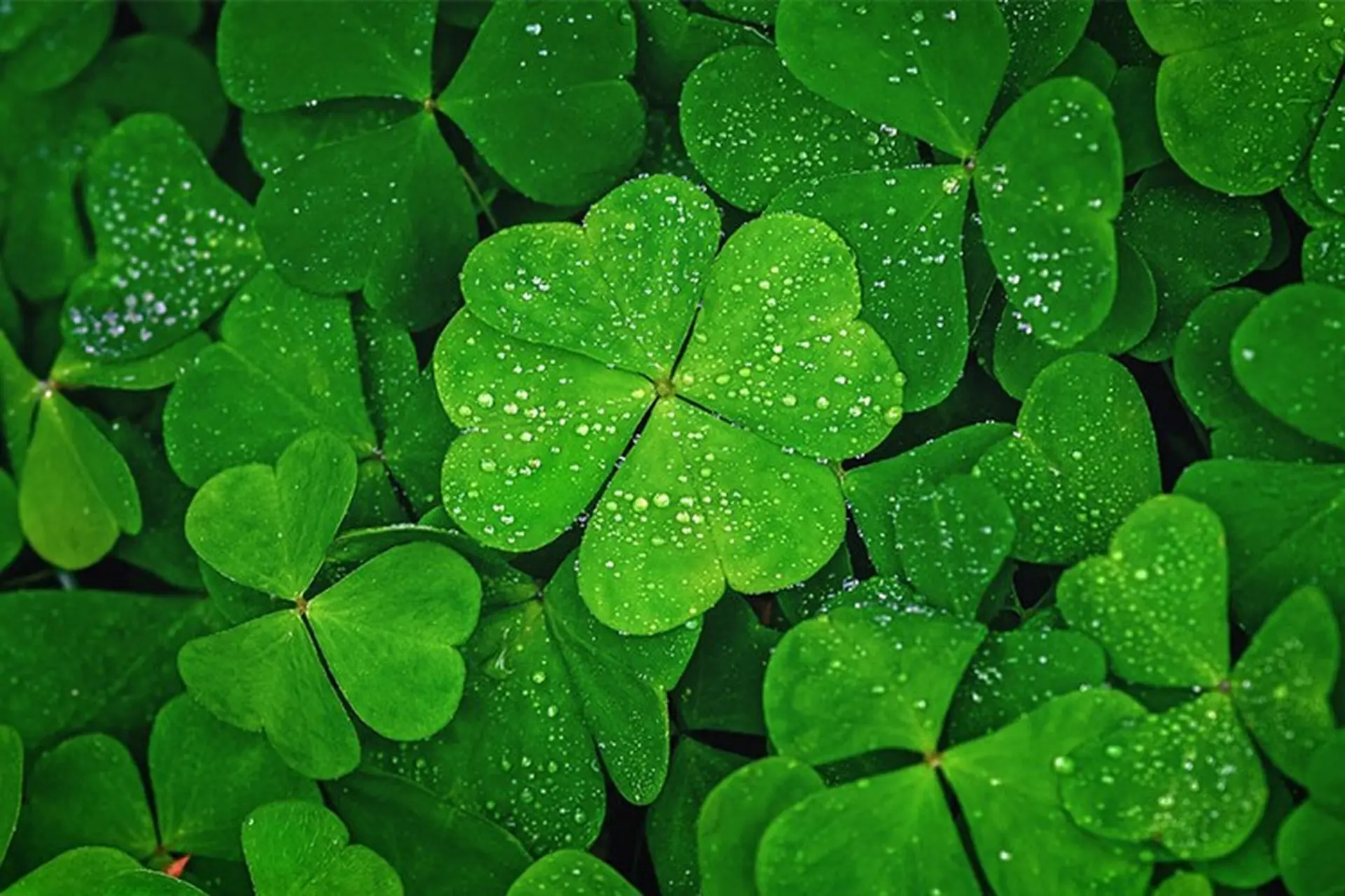 Ý nghĩa cỏ may mắn