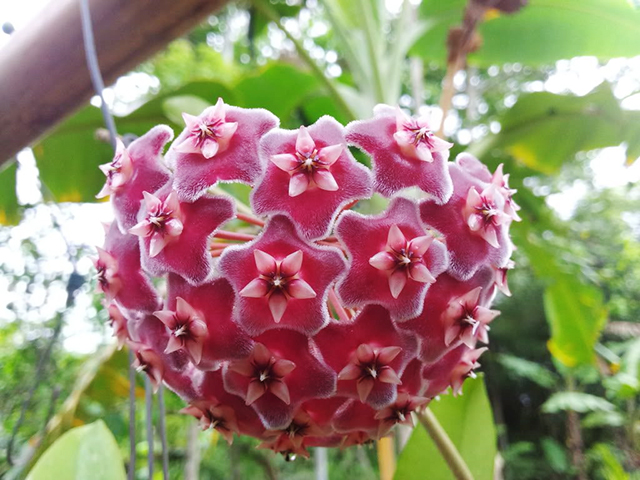 Cẩm Cù Trái Tim: Ý Nghĩa, Lợi Ích và Cách Rèn Luyện Gallery 1