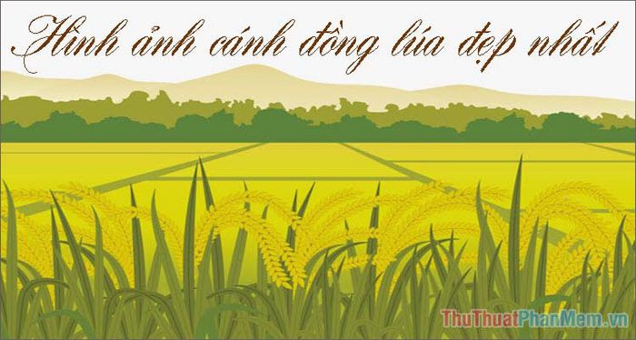 Cánh Đồng Lúa Việt Nam: Hồn Việt Nam, Mỗi Mảnh Vàng Gallery 2