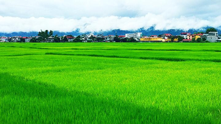 Cánh Đồng Lúa Xanh Ngát Gallery 2
