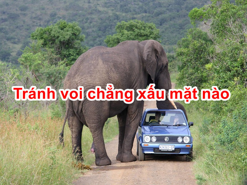 Tránh voi chẳng xấu mặt nào Gallery 1