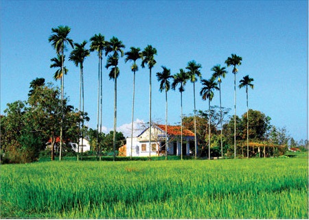 Trước trồng cau sau trồng chuối Gallery 1