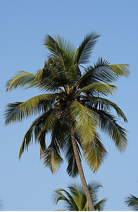 Ý nghĩa của cây dừa trong đời sống