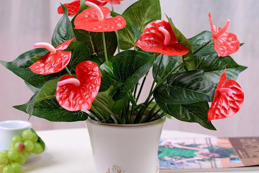 Ý nghĩa của cây Hồng Môn