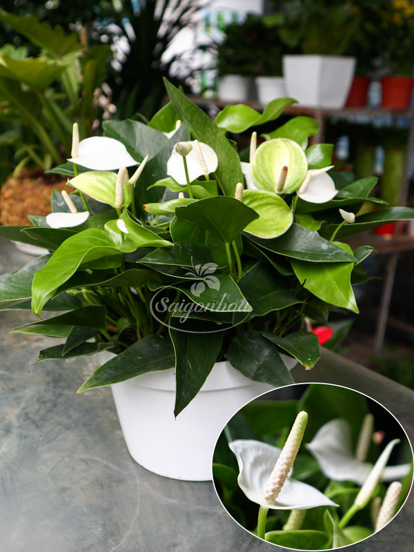 Cây Hồng Môn Trắng: Ý Nghĩa, Cách Trồng và Chăm Sóc Gallery 1