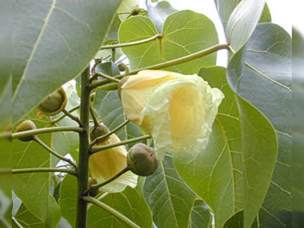 Cây Lâm Vồ Là Cây Gì? Gallery 2