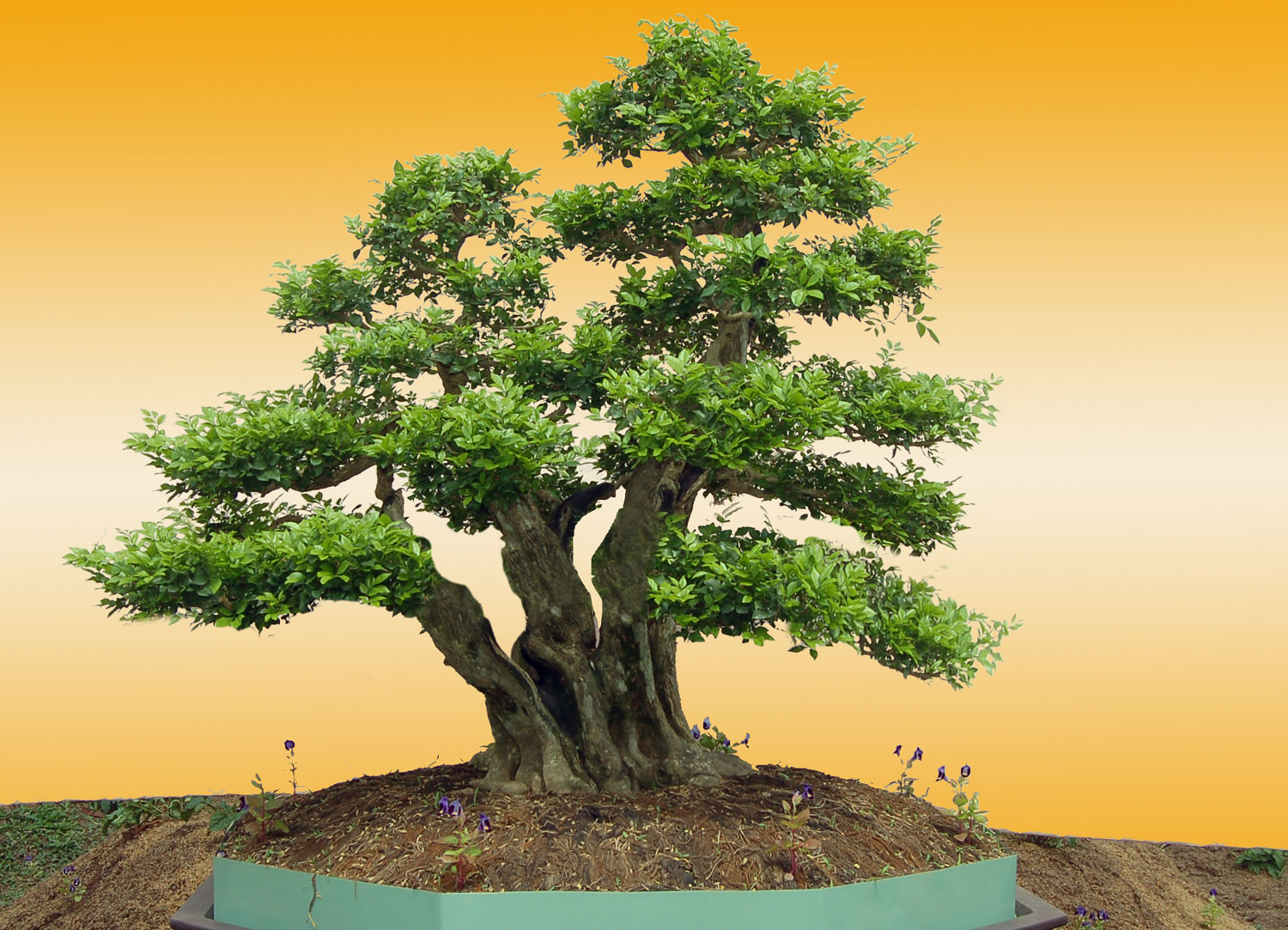 Cây Mai 3 Thân: Ý Nghĩa, Cách Chọn Và Chăm Sóc Gallery 1