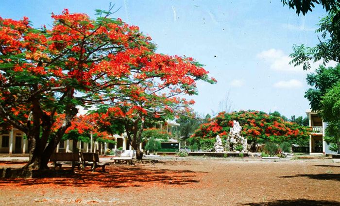 Cây Phượng Ở Sân Trường - Ký Ức Tuổi Học Trò Gallery 2