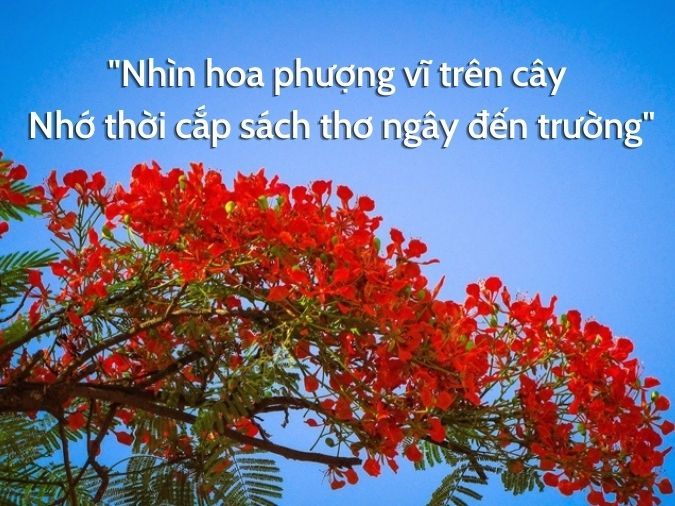 Thơ về cây Phượng – Biểu tượng của mùa hè và tuổi học trò Gallery 2