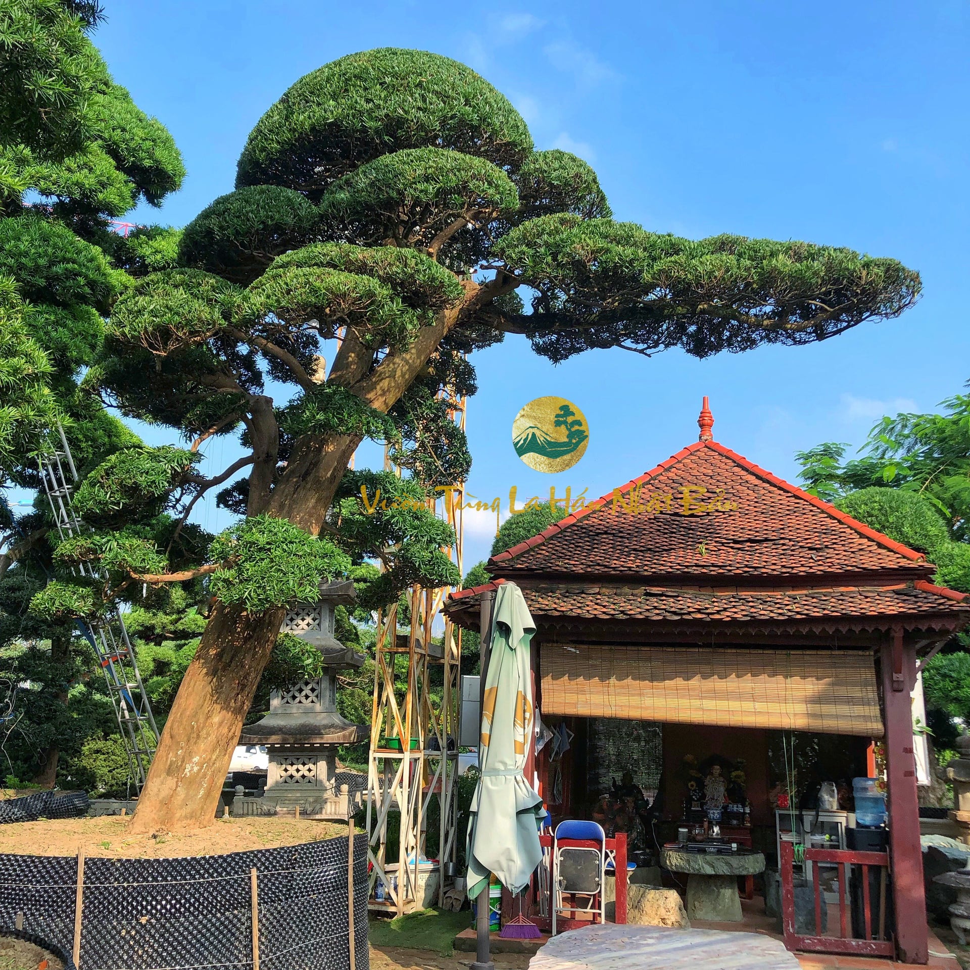 Cây Tùng La Hán Dáng Trực: Vẻ Đẹp Kiêu Hãnh Của Giới Cây Cảnh Gallery 2