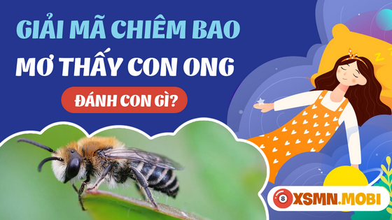 Con Ong Số Mấy Trong Số Đề? Gallery 1