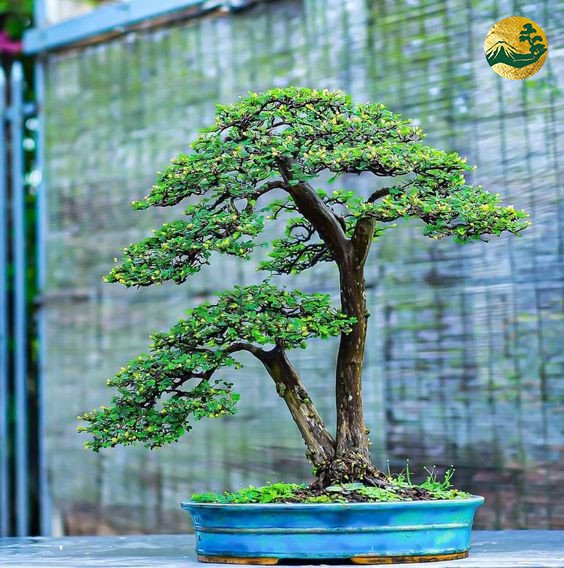 Dáng Cây Mẫu Tử: Đặc Điểm, Ý Nghĩa và Cách Trồng Gallery 2