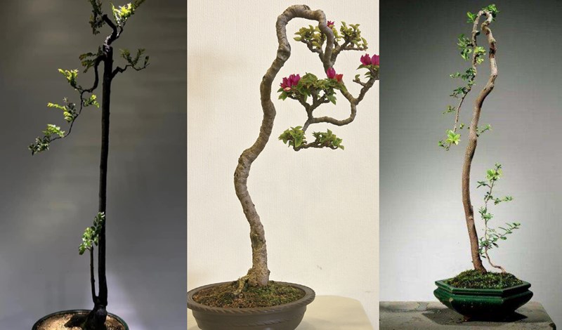 Dáng Cây Văn Nhân: Cây Cảnh Đẹp, Ý Nghĩa Và Cách Chăm Sóc Gallery 2