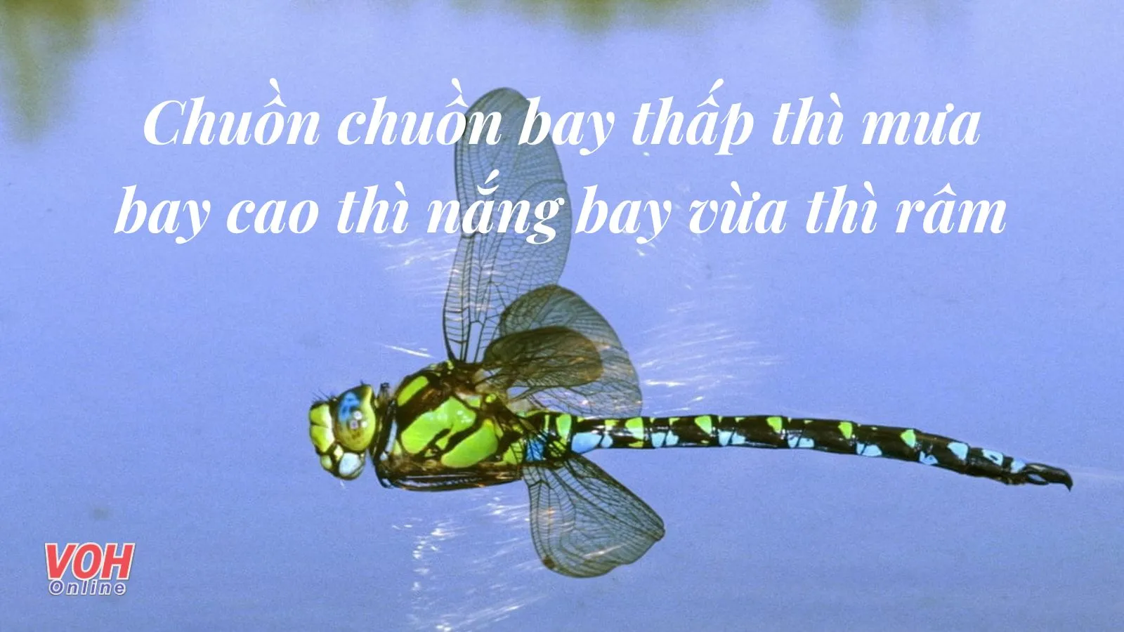 Bài Thơ Con Chuồn Chuồn Gallery 2