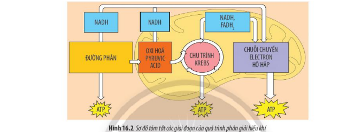 Ý nghĩa của hô hấp tế bào