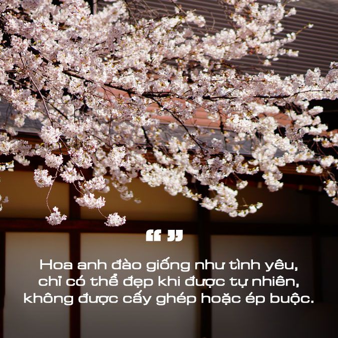 Thơ Về Hoa Anh Đào: Tuyệt Tác Thi Ca Về Loài Hoa Quyến Rũ Gallery 2