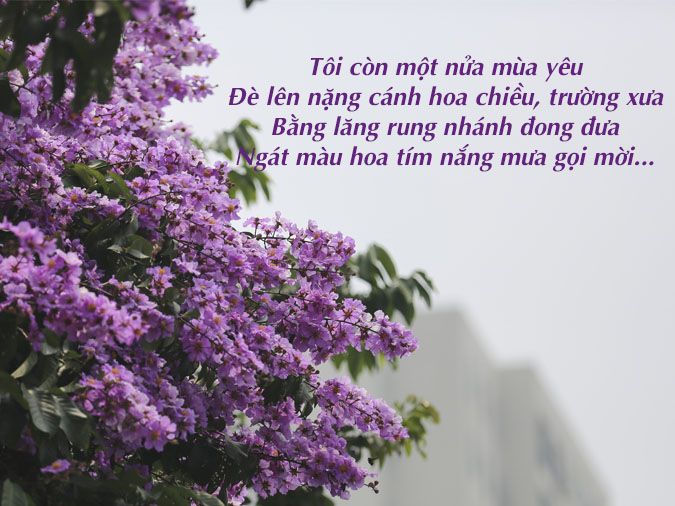 Người Yêu Hoa Tím Ơi Gallery 1
