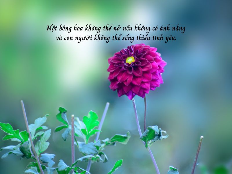 Hoa: Loài cây xinh đẹp và ý nghĩa Gallery 2