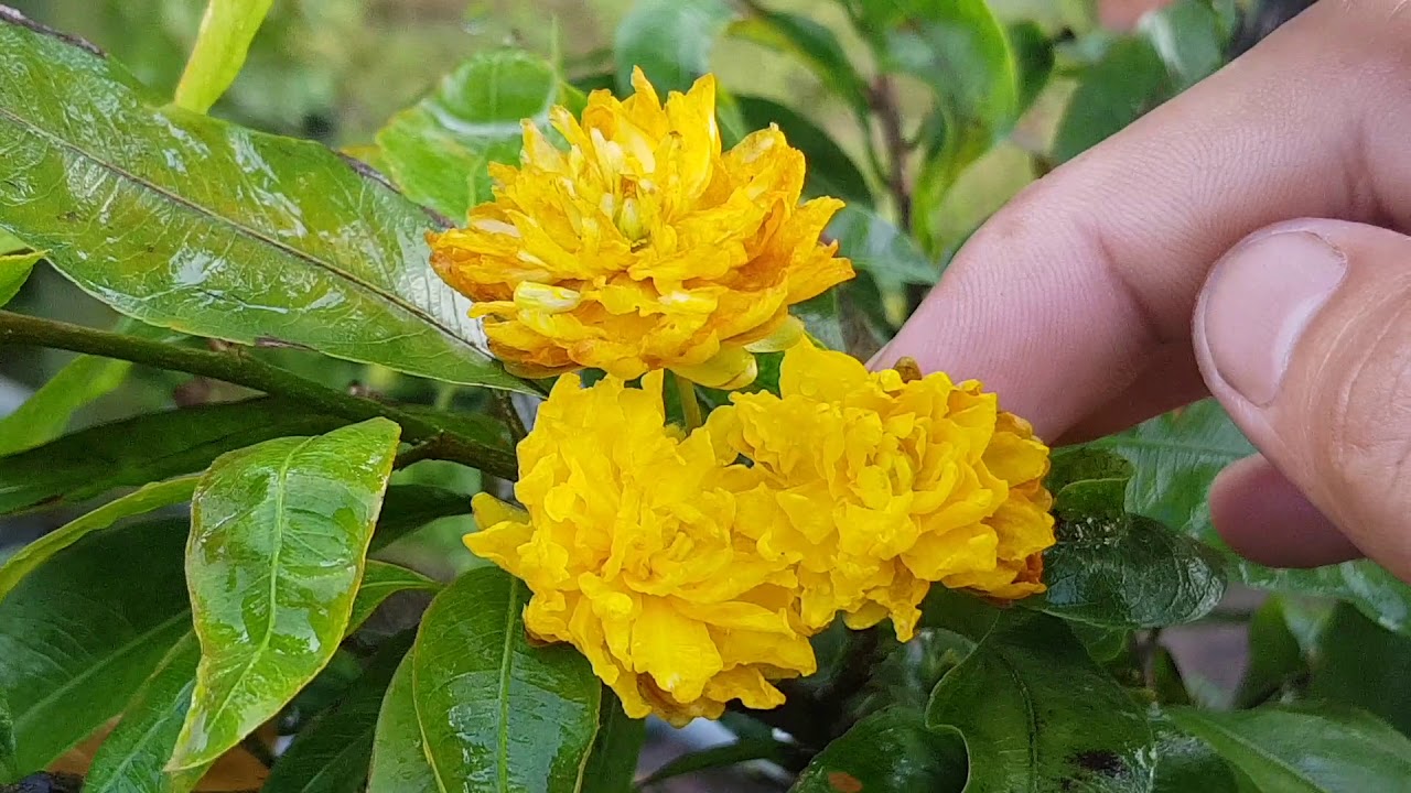 Mai Đại Lộc Cánh Sen - Vẻ Đẹp Quyến Rũ Của Loài Hoa Tết Gallery 2