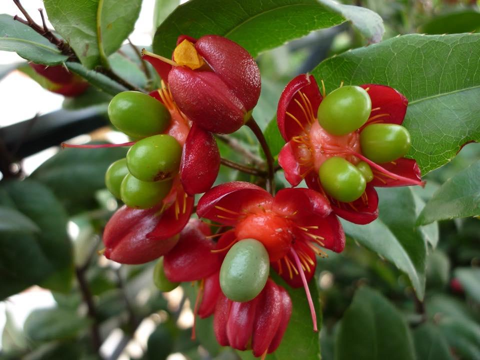 Mai Tứ Quý Đẹp Gallery 2