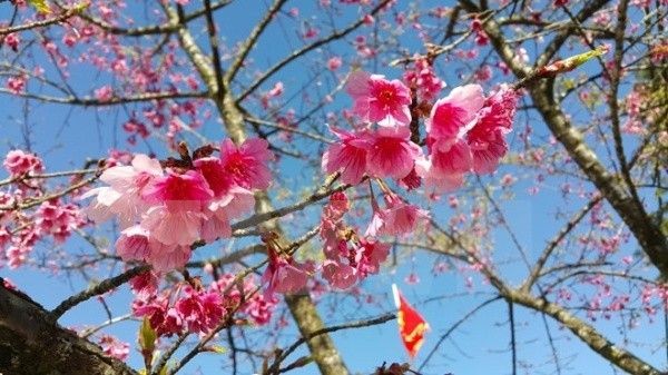 Mừng Tết đến và Lộc đến nhà nhà - Cánh Mai Vàng, Cành Đào Hồng Thắm Tươi Gallery 2