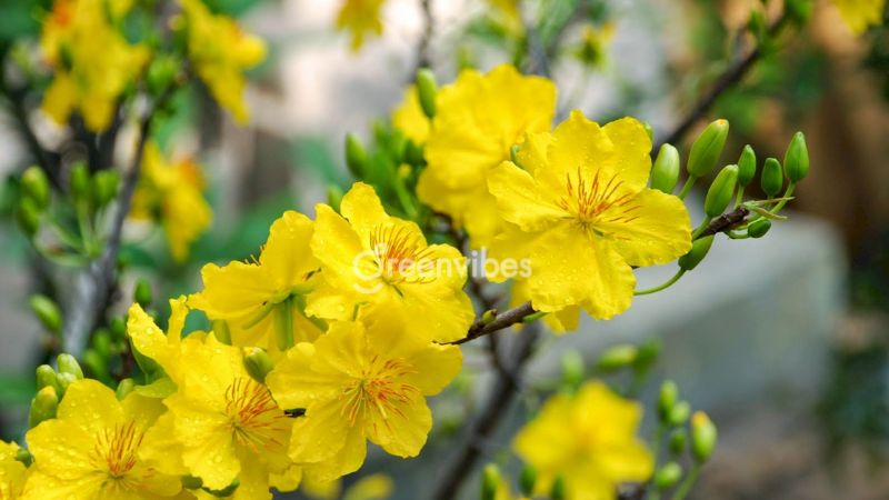 Mai Vàng 5 Cánh - Loài Hoa Quý Hiếm và Đầy Ý Nghĩa Gallery 2