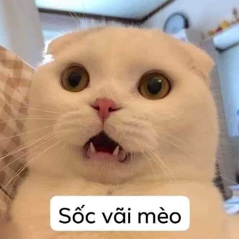 Meme Cáu là gì? Nguồn gốc, ý nghĩa và cách sử dụng Gallery 2