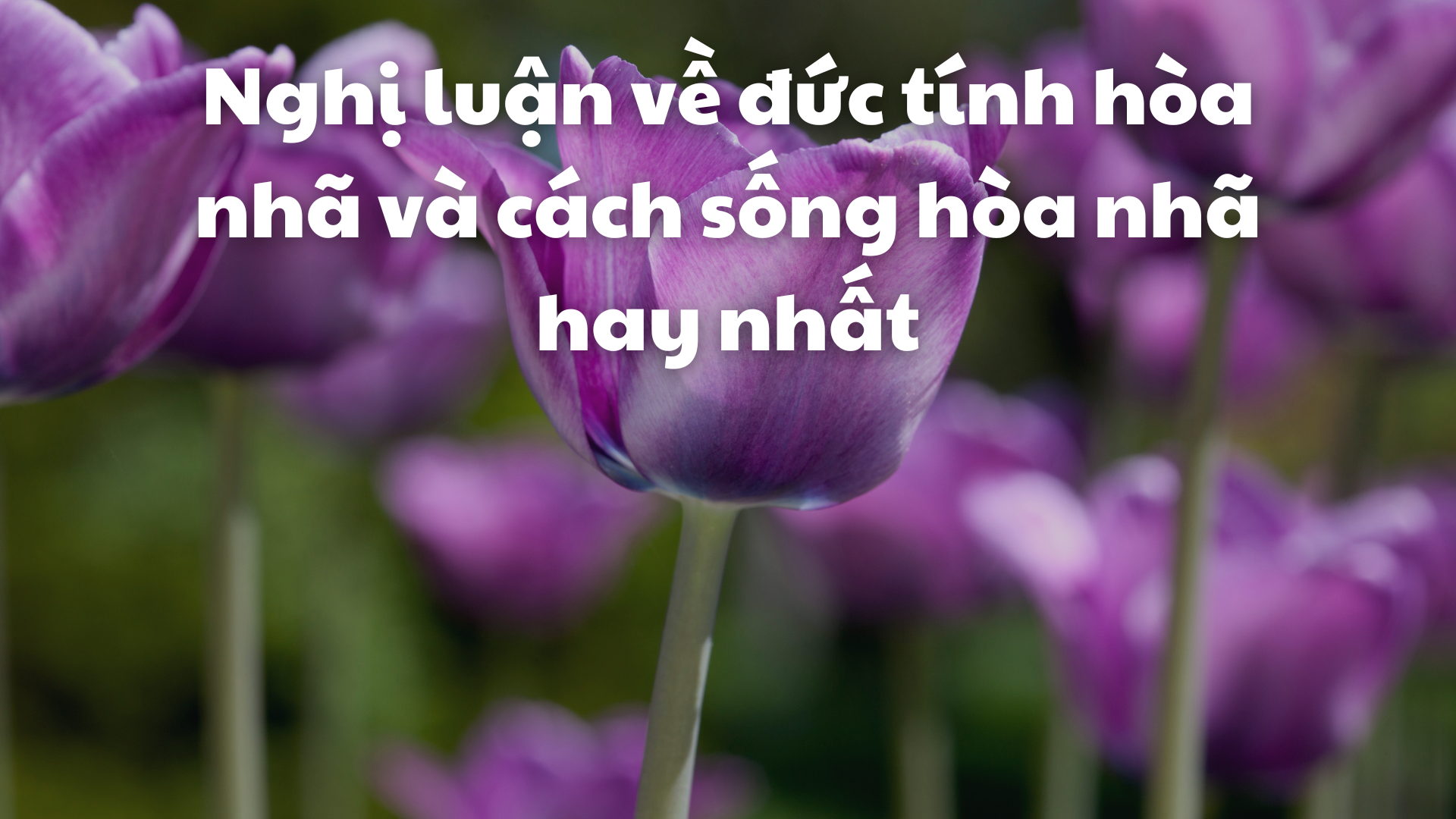 Hoà Nhã Là Gì? Gallery 2