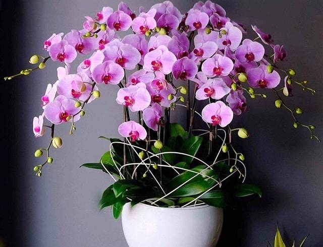 Tang Lan: Nguồn Gốc, Ý Nghĩa Và Cách Trồng Chăm Sóc Gallery 2