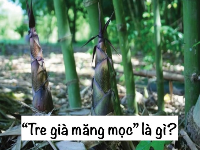 Tre già măng mọc là gì? Gallery 1
