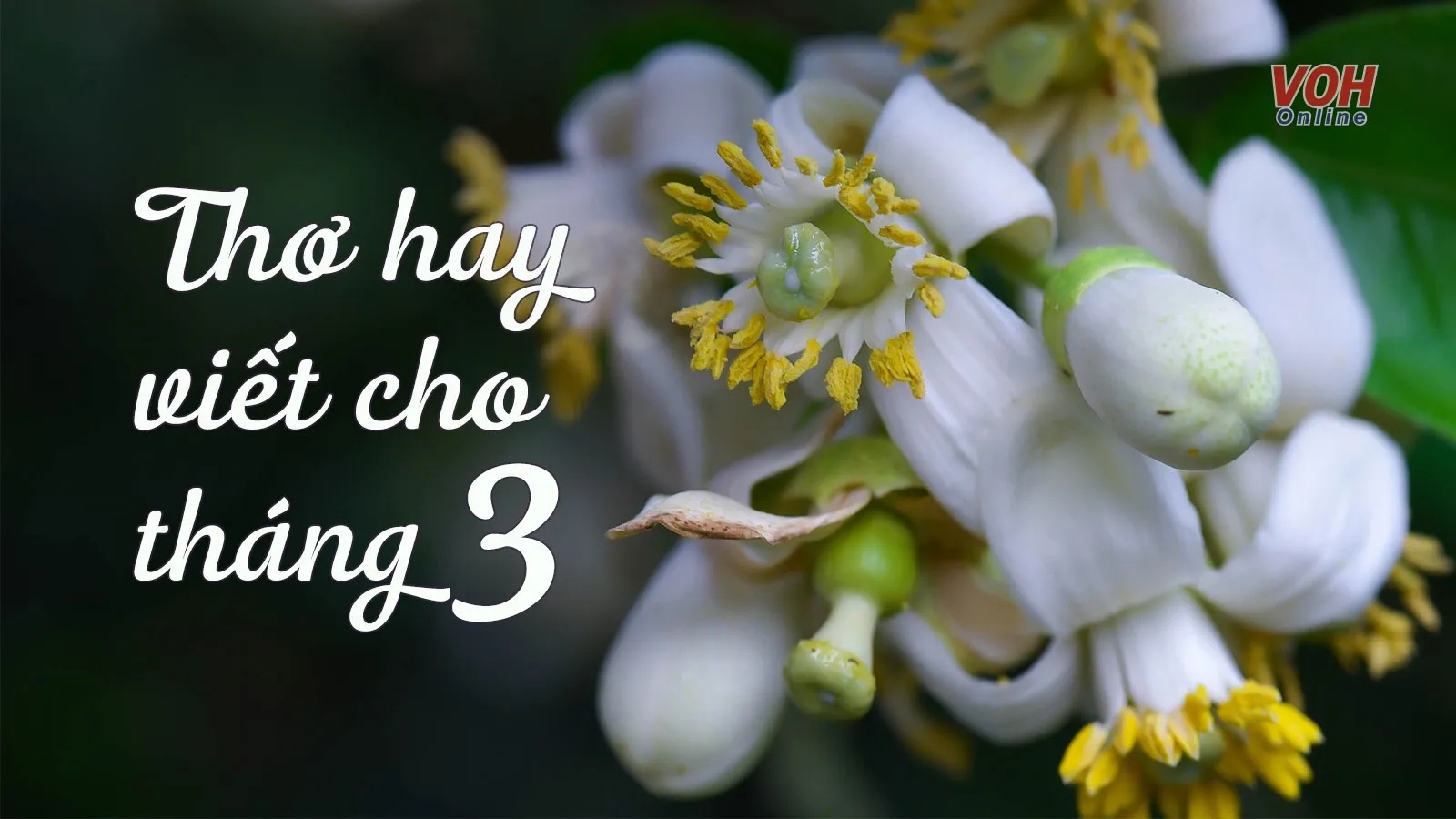 Thơ Tháng 3: Tuyển tập những bài thơ hay nhất về mùa xuân tháng 3 Gallery 2