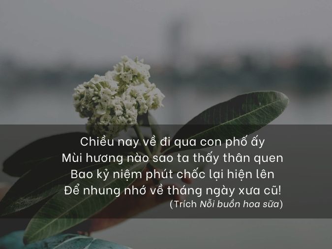 Thơ Về Hoa Sữa - Mùi Hương Thu Hà Nội Gallery 2