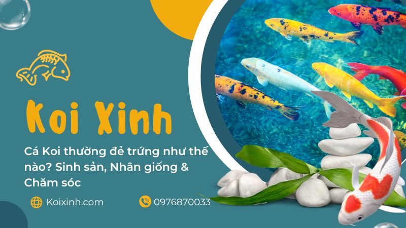 Xinh Cá Là Gì? Gallery 1