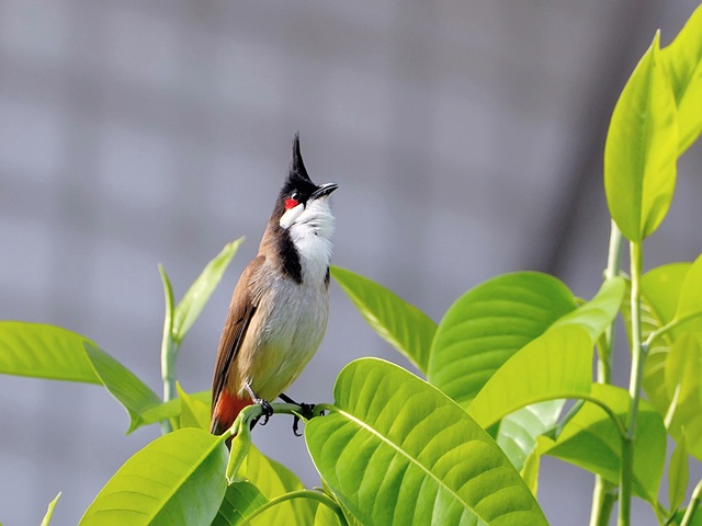Nghe Chào Mào Hót Gallery 2
