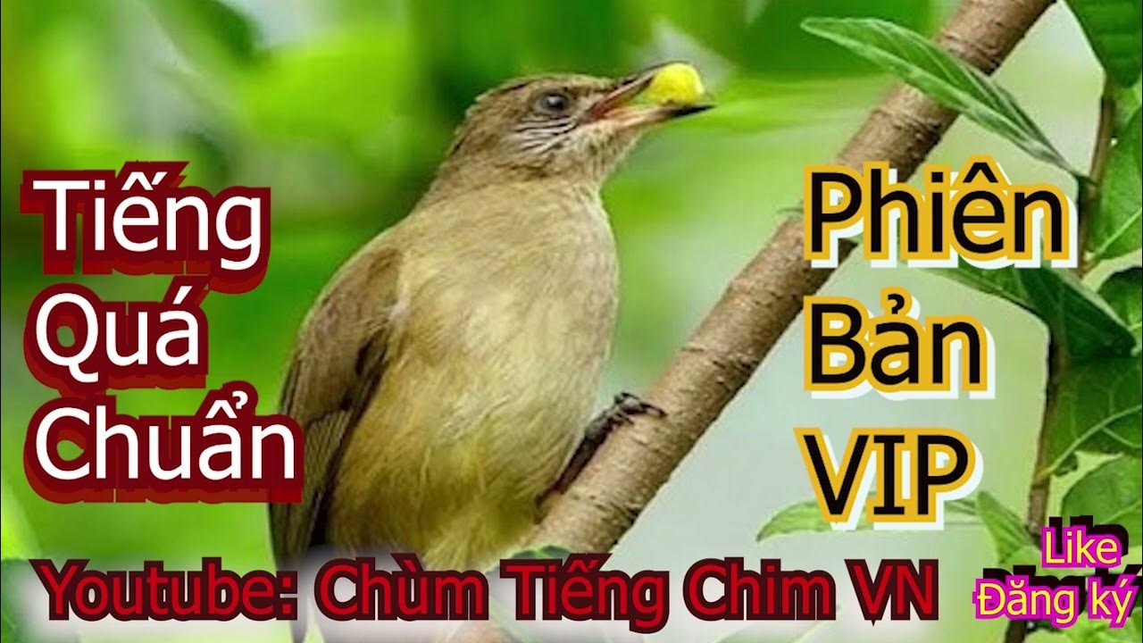 Tiếng Chim Chao Chao: Điềm Báo Tốt Lành Hay Xấu? Gallery 1