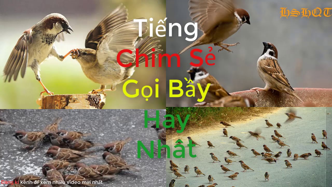 Tiếng Chim Sẻ Gọi Bầy Gallery 2