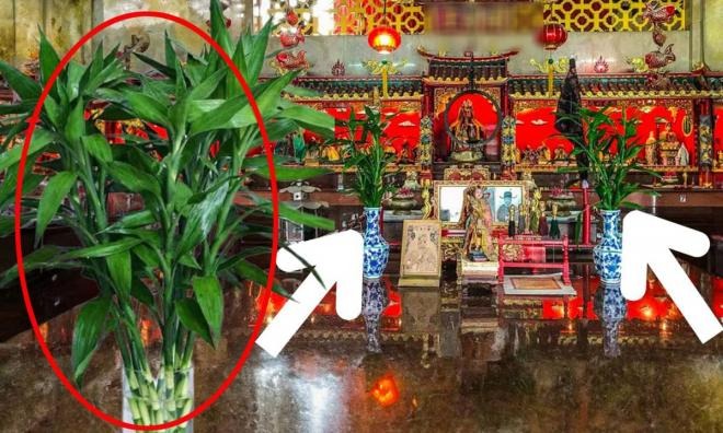 Cắm Cây Phát Lộc Trên Bàn Thờ Có Được Không? Ý Nghĩa Và Cách Thực Hiện Gallery 1