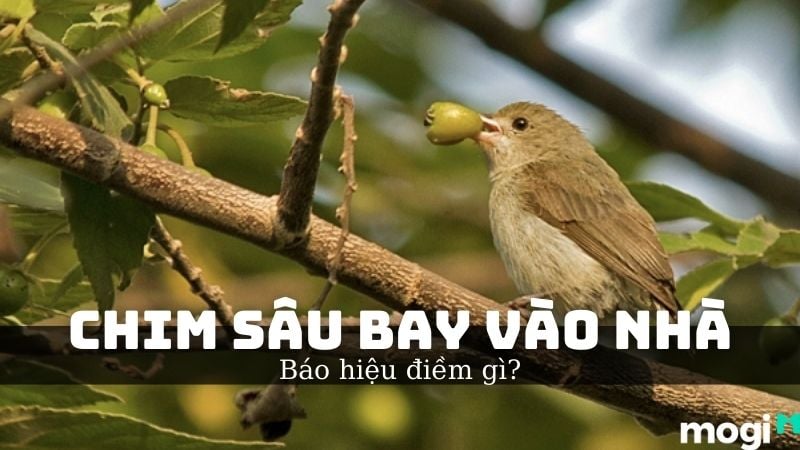 Chim Chài Chài Bay Vào Nhà: Điềm Báo Hay Ngẫu Nhiên? Gallery 1