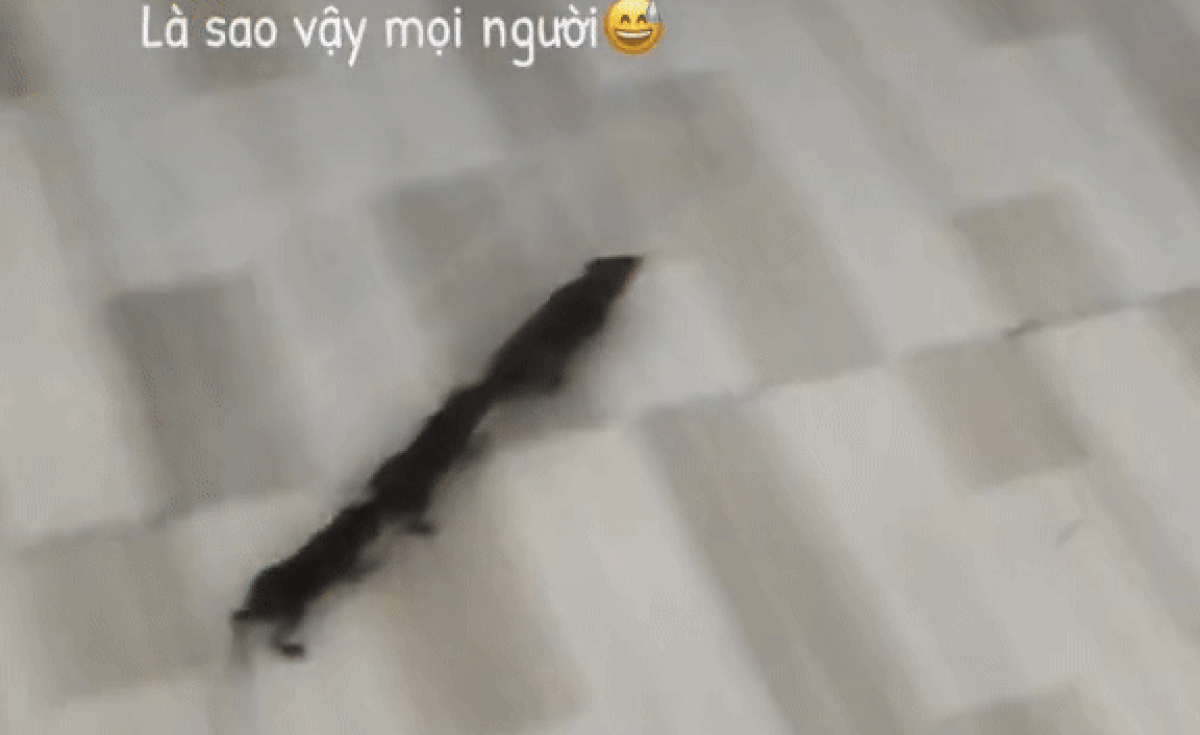 Chuột nối đuôi nhau chạy trong nhà tốt hay xấu? Gallery 1