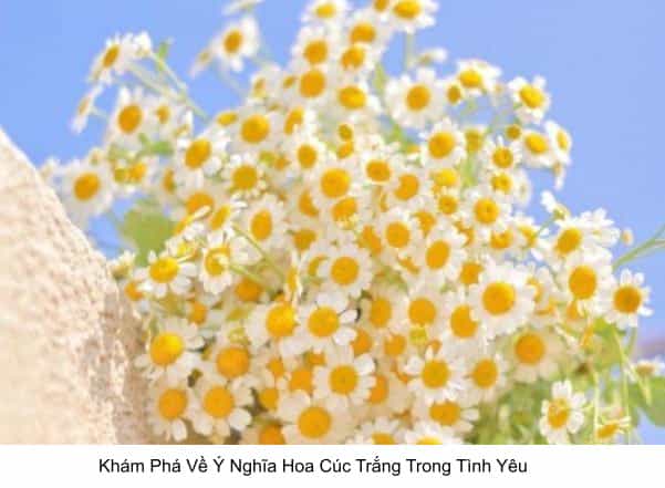 Thả Thính Ngọt Ngào Với Hoa Cúc: Lời Yêu Thầm Thì Hay Sự Quan Tâm Tinh Tế? Gallery 1