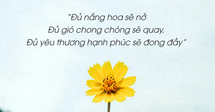 STT về Hoa Cúc Vàng: Lời Chúc, Câu Nói Hay và Ý Nghĩa Sâu Sắc Gallery 1