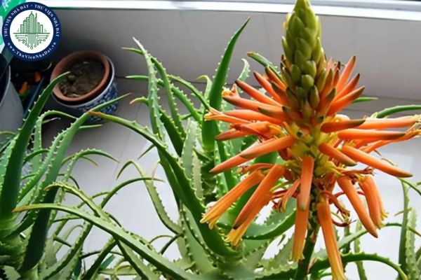 Cây Nha Đam Nở Hoa Có Ý Nghĩa Gì? Gallery 2