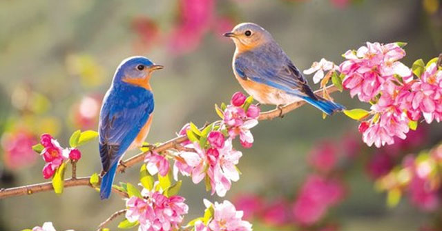 Ý nghĩa nhan đề bài thơ Mùa xuân nho nhỏ