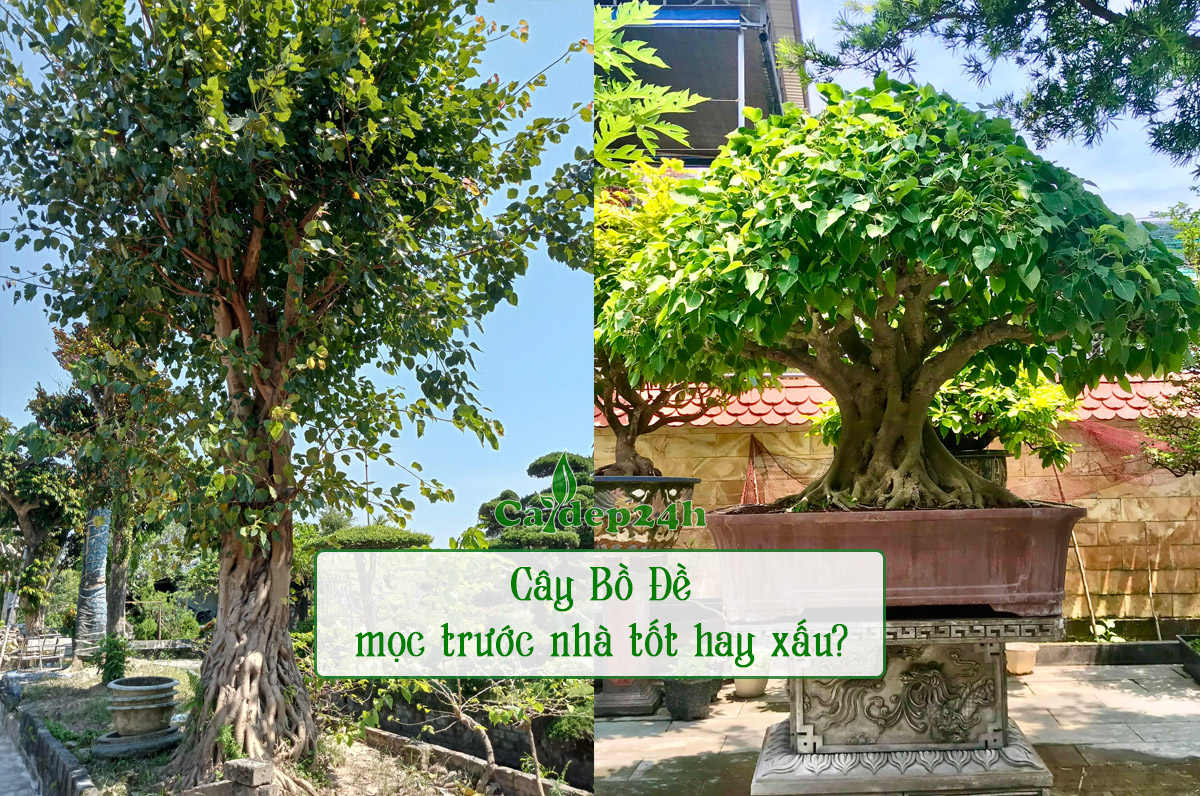 Cây Bồ Đề Mọc Trước Nhà: Ý Nghĩa, Phong Thủy và Cách Chăm Sóc Gallery 1