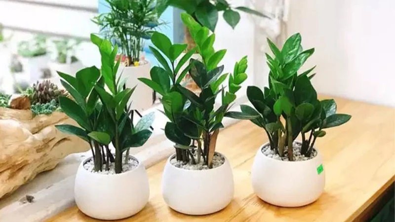 Cây Kim Tiền Đâm Chồi Có Ý Nghĩa Gì? Gallery 1