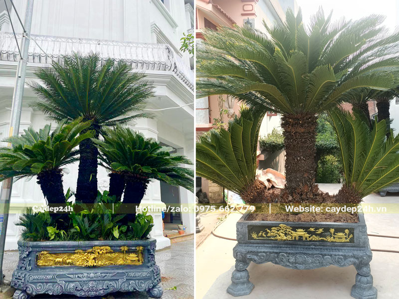 Trồng cây vạn tuế trước nhà: Ý nghĩa, phong thủy và cách trồng Gallery 1