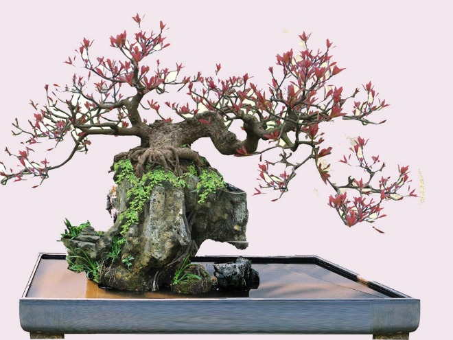 Lộc Vừng Thả Nước: Hướng Dẫn Chi Tiết Từ A-Z Gallery 2