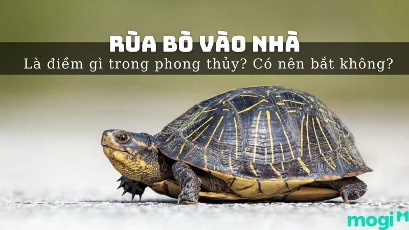 Thả Rùa Có Ý Nghĩa Gì? Gallery 2