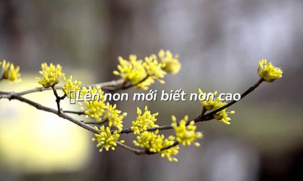 Lên non mới biết non cao, lội sông mới biết nước sâu Gallery 1