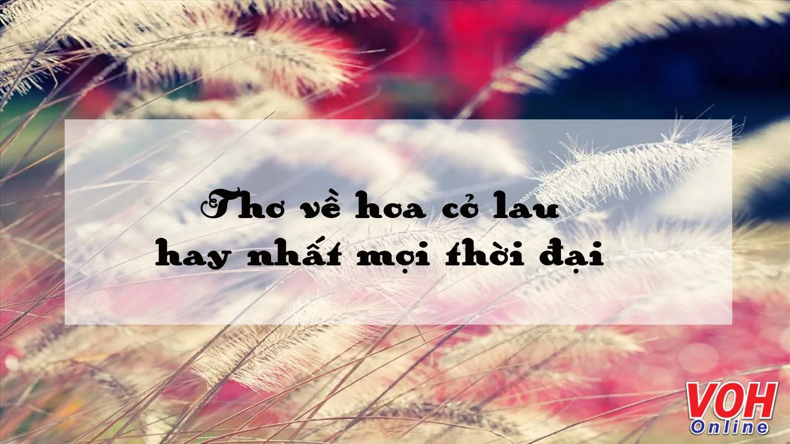 Thơ về Hoa Cỏ Lau Gallery 2